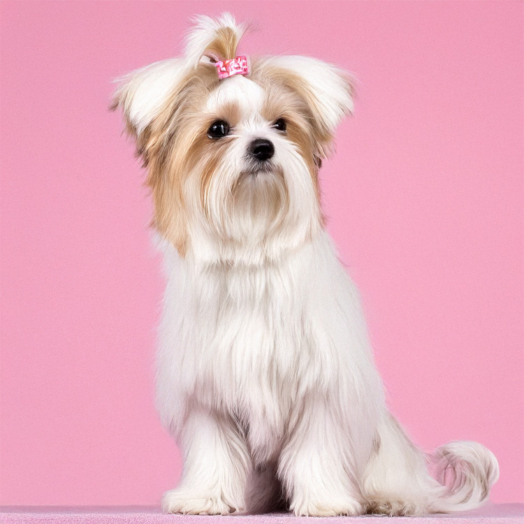 Teacup Maltese