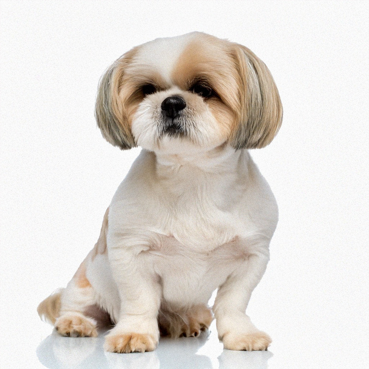 Teacup Shih Tzu