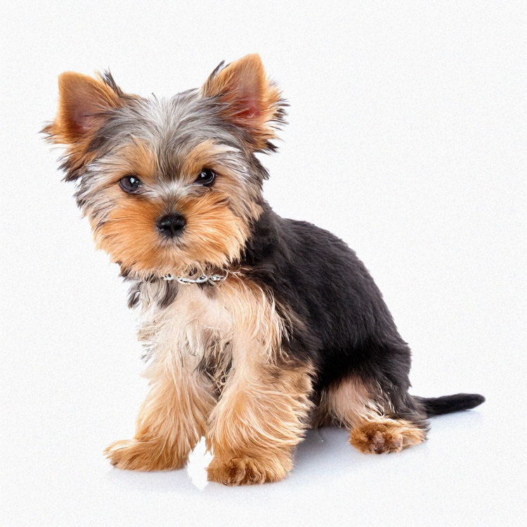 Teacup Yorkie