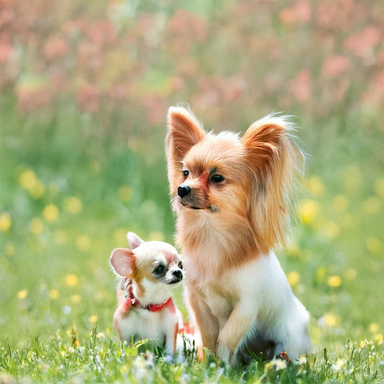 Happy teacup dog with owner